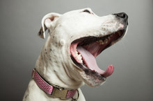 Close Up Of Yawning Dog