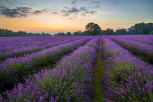 UK, England, Surrey, Lavender Field At Sunrise