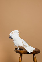Portrait Of A White Crested Cockatoo