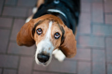 Beagle Dog Looking Up