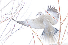 A Dove Taking Flight Through Branches And Softly Falling Snow