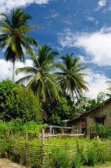 Sticker - Tropical jungle on an island Borneo in Indonesia