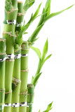 Fototapeta Dziecięca - Green fresh bamboo isolated on white background