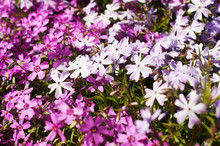 Phlox Subulata, Background Flowers