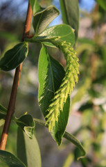 Wall Mural - Green willow twig with catkin