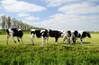 Kühe auf der Weide in den Niederlanden