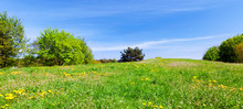 Panorama Of Summer Meadow With Green Grass, Trees And Blue Sky.