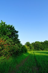 Wall Mural - Wheat field at morning