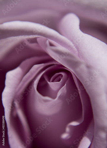 fioletowa-roza-makro-fotografia