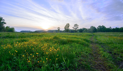 Poster - Evening flowers on field