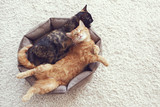 Fototapeta Koty - Cats sleeping and hugging