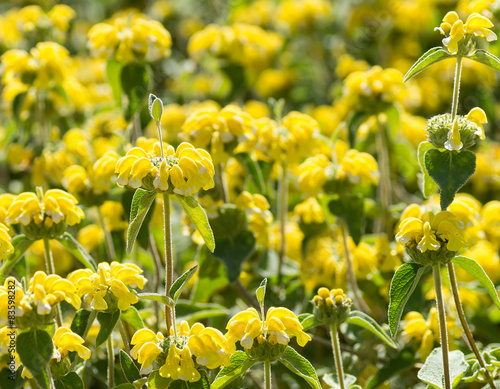 Phlomis Fleur Jaune Buy This Stock Photo And Explore