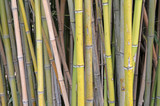 Fototapeta Sypialnia - bambus