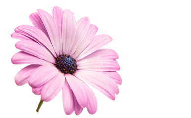 Wall Mural - A violet Pink Osteosperumum Flower Daisy