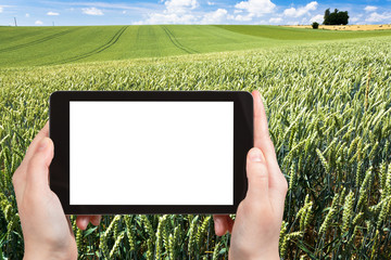 Sticker - photo of wheat field in Normandy, France