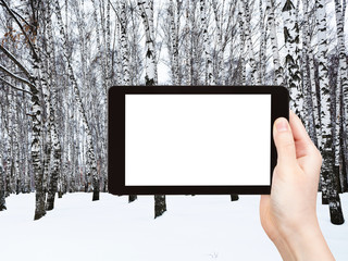 Sticker - photo of russian snow birch forest in winter