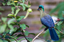 Purple-crested Turaco (Tauraco Porphyreolophus) Perched In A Gua