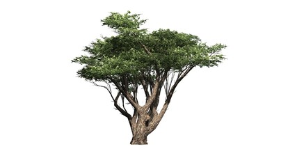 Acacia tree - isolated on white background