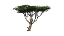 Acacia Tree - Isolated On White Background