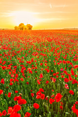 Wall Mural - Poppies field at sunset in summer