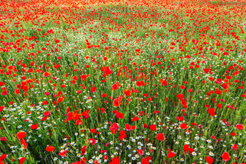 Wall Mural - Poppies field meadow in summer