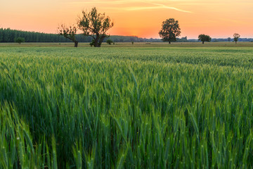 Wall Mural - Spring meadow sunset