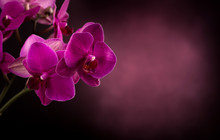 Phalaenopsis In Dark Blurred Background