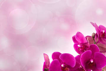 Phalaenopsis on light pink background