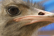 © elvis_dead - Eye and beak of ostrich