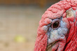 © elvis_dead - Eye of turkey