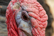 © elvis_dead - Portrait of turkey