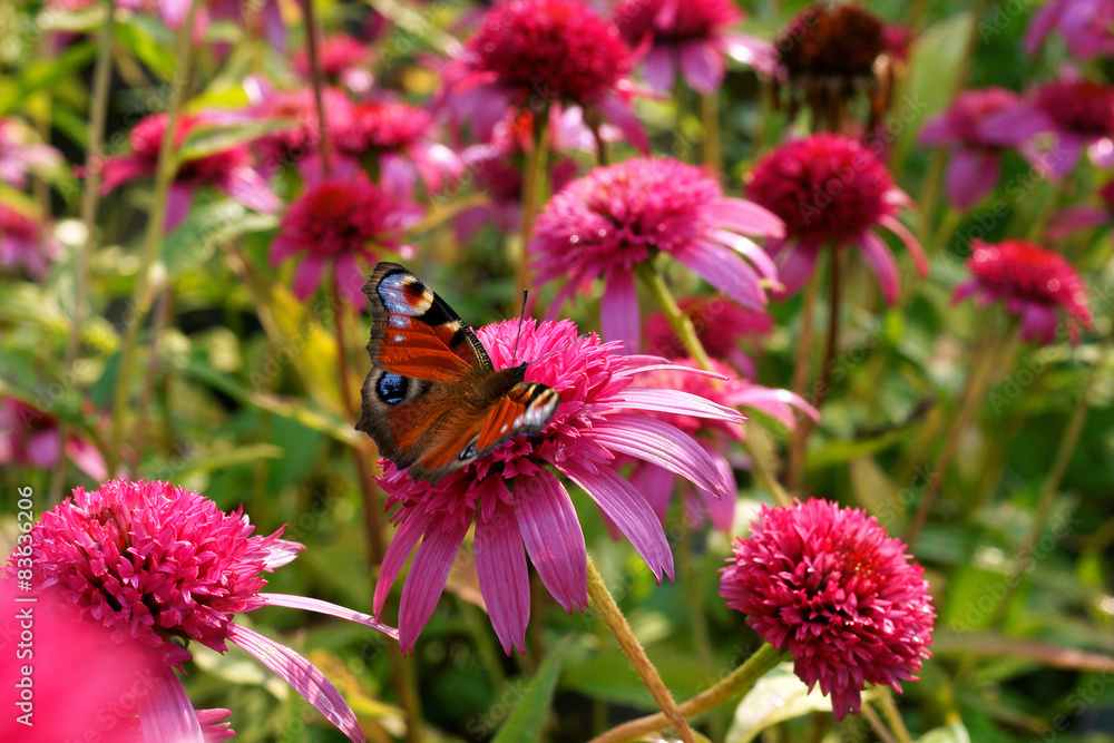 Echinacea Pink Double Delight and butterfly - obrazy, fototapety, plakaty 