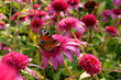 Echinacea Pink Double Delight and butterfly