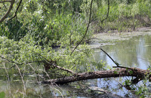 Trunk Of A Fallen Tree In The Swamp