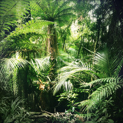 Canvas Print - Jungle