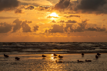 Wall Mural - Wild ducks waiting for the end of storm on Baltic