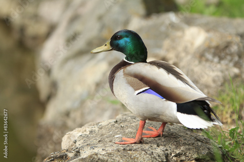 Naklejka na szybę Wild Duck