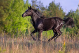 Fototapeta Konie - Young black mare run at field against trees