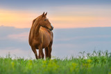 Fototapeta Konie - Beautiful red mare on green pasture against sunset sky
