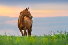 Beautiful Red Mare On Green Pasture Against Sunset Sky