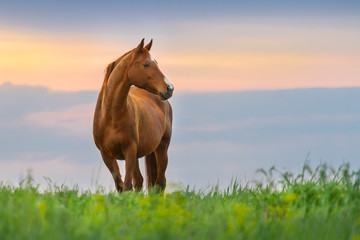 Beautiful red mare on green pasture against sunset sky