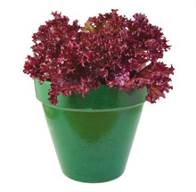 Oak Leaf Lettuce Planted In A Green Pot Isolated On A White