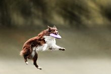 Border Collie Dog Catching Frisbee In Jump In Summer