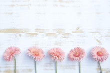 Pink Gerbera On White Rustic Wooden Background