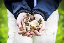 Child Hands Holding Edible Mushrooms