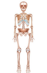 Poster - Human skeleton