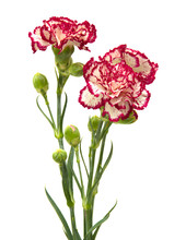 Vareigated Carnation Flowers