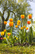 Blushing Apeldoorn tulips