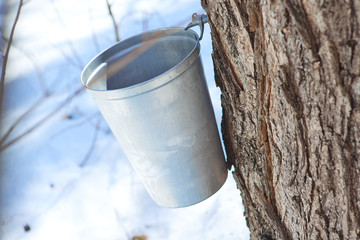 Wall Mural - maple sap bucket for maple syrup to old method canada. 