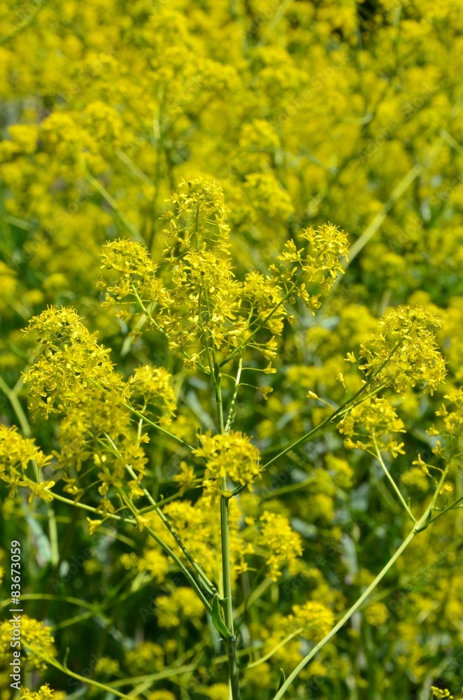 Stock-Foto Gelb blhende Heilpflanze - Wildblume - isatis tinctoria L. |  Adobe Stock